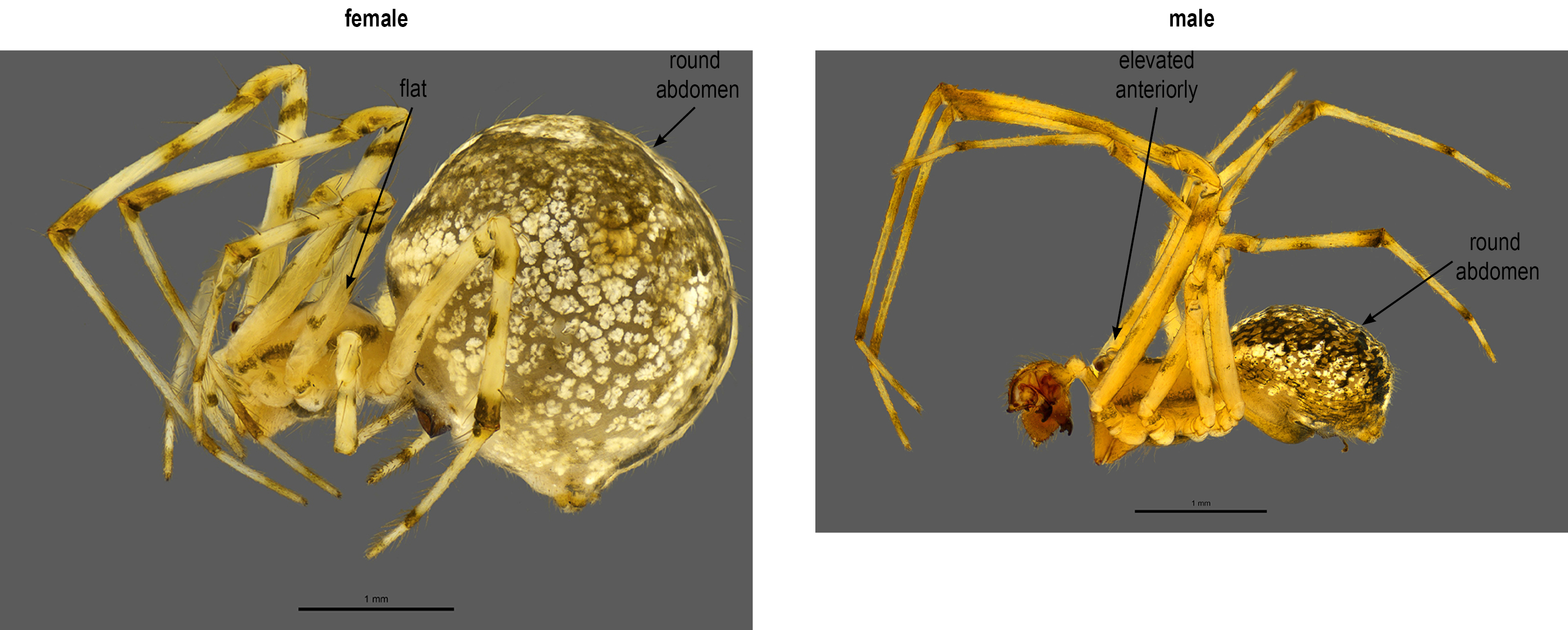 Theridion varians